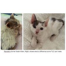 Jangkitan boleh berlaku pada kulit manusia, dan juga binatang. Ubat Kurap Kucing