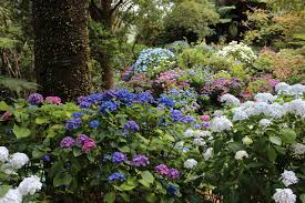 When watering is completed, the plant foliage dries quickly. Espoma Fun In The Sun Best Hydrangeas To Grow In Full Sun Espoma