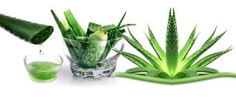 Our pick for 2020's best hair oils. Versatile Stuffs Aloe Vera Oil For Hair Growth