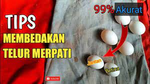 Ada satu lagi beda merpati jantan dengan betina dilihat dari muka yaitu betina mukanya lebih pipih. Cara Membedakan Telur Merpati Jantan Dan Betina Youtube
