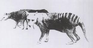 Thylacine was a carnivorous (mainly meat eating) marsupial animal. Thylacine Facts For Kids