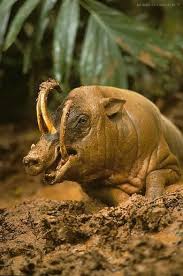 15 Most Unusual Animals In The World How Many Do You Know 8 Unusual Animals Bizarre Animals Weird Animals