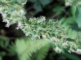 Image result for Rumex nepalensis
