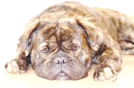 Mammut trion nordwand 20 l. Mammut Bull Kennel Club Home Facebook