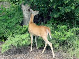 We did not find results for: Browsing Herbivory Wikipedia