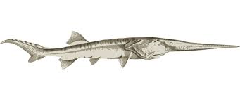Download Chinese Paddlefish Openclipart