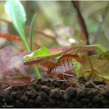 (熱帯魚)スカーレットジェム（約1.5cm）（4匹）【水槽/熱帯魚/観賞魚/飼育】【生体】【通販/販売】【アクアリウム/あくありうむ】 1,650 円 +送料840円 16ポイント(1倍) ã‚¹ã‚«ãƒ¼ãƒ¬ãƒƒãƒˆã‚¸ã‚§ãƒ  ã‚ªã‚¹ 2åŒ¹ ãƒãƒ£ãƒ¼ãƒ 