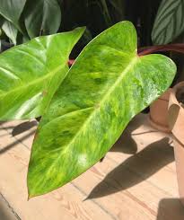 Philodendron Painted Lady Philodendron Plant Plants Easy To Grow Houseplants