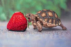 Cute baby turtles | cute little baby turtles parodying ninja turtles cartoon characters. The Tortoise The Strawberry Needlenthread Com