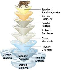 Biology Chapter 26 Phylogeny Flashcards Quizlet