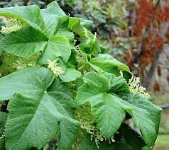 Image result for Obetia