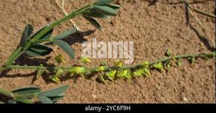 Image result for Crotalaria sphaerocarpa