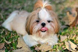 Minimum of 4 dogs earning titles. Shih Tzu Dog Breed Information Characteristics Daily Paws