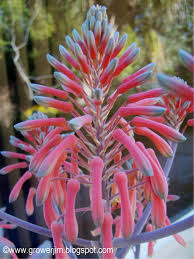 Image result for Aloe zebrina