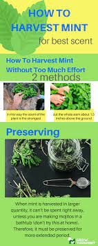 This should take about two months if you are growing plants from seed, or less time if you are buying nursery plants. There Is No Better Thing Than Homemade Tea Mint Is One Of The Most Common Plants Used For This Purpose Therefore You Must Kno Plants Herb Garden Mint Plants