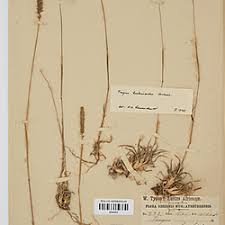 Image result for Tragus koelerioides