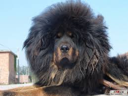 Cel mai preventiv caine din lume. Pin On Creaza Jocul My Craft