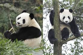 The pandas were loaned to singapore for ten years from china wildlife conservation. Kai Kai Jia Jia Kaikaiandjiajia Twitter