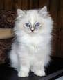 Ragdoll For Sale in Michigan - Hoobly Classifieds