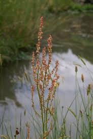 Image result for Rumex lanceolatus