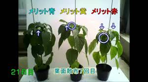 葉面散布のスタンダード メリット 中嶋農法の生科研