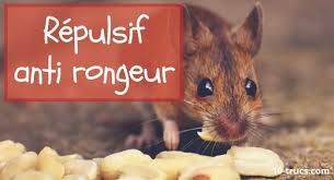 Epingle Sur Jardin