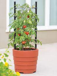 Maybe you would like to learn more about one of these? Tomato Planters
