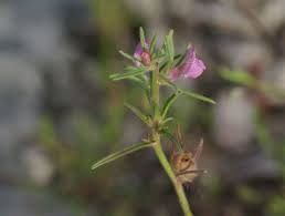 Image result for Misopates