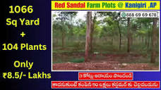 Red Sandal Farm Plots For Sale in Kanigiri AndhraPradesh - YouTube