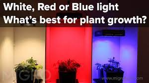 Can plants grow under black light. The Effect Of Red Blue And White Light On Plant Growth Setup Of The Experiment Youtube