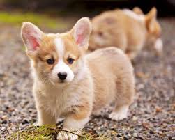Folge deiner leidenschaft bei ebay! Corgi Puppies For Sale