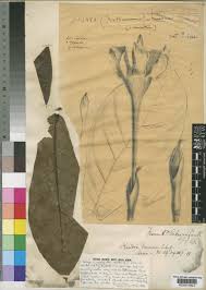 Image result for Rothmannia manganjae