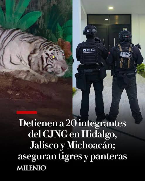 🚨 Autoridades detuvieron a 20 personas vinculadas al Cártel Jalisco N... |  TikTok