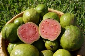 Image result for Psidium guajava