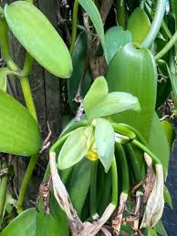 Image result for Vanilla planifolia
