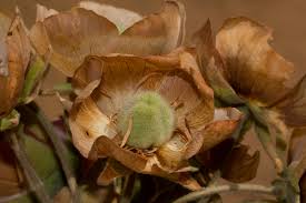 Image result for Malvaceae: Byttnerioideae, Helicteroideae