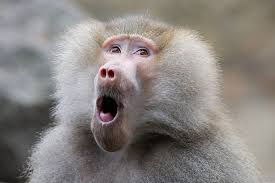 Image result for baboon