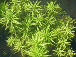 Image result for Limnophila crassifolia