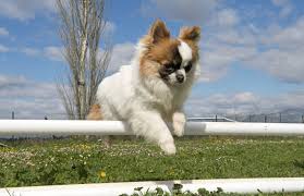 The chihuahua coat is dependent on the type of chihuahua. Chihuahua Steckbrief Charakter Wesen Haltung
