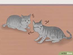 However, like with any children they may need to be taught where the line between play and aggressive behavior is, so with a little creativity and a lot of patience, you learn to help cats and kids enjoy fun and safe playtime together. 3 Ways To Know If Cats Are Playing Or Fighting Wikihow Pet