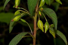 Image result for Impatiens gomphophylla