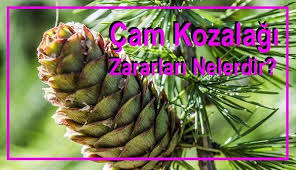 Cam Kozalaginin Zararlari Nelerdir Cam Kozalagi Cam Kozalagi Sifa Duasi