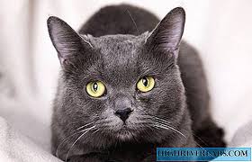 Kucing british shorthair memiliki bulu yang sangat lebat tetapi ukuranya pendek, sehingga berbeda dengan kucing berbulu lebat lainnya. Kucing Biru Rusia Foto Mengenai Baka Watak Kesihatan Kucing