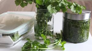 Astuce Cuisine Comment Conserver De La Coriandre Fraiche Coriandre Fraiche Coriandre Coriande
