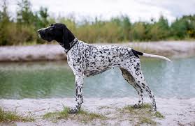 Image result for italský krátkosrstý ohař