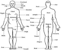 The shoulder is measured from the top of shoulder across the back, seam to seam. Esl Body Parts Games Activities Body Parts Esl Worksheets