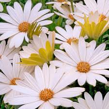 Image result for foto Osteospermum