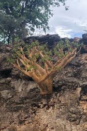 Image result for Cyphostemma montanum