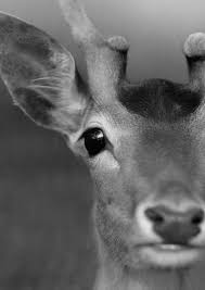 Kleurplaten hartjes hieronder vind je 55 hartjes kleurplaten. Hertje Dieren Mooi Dieren Wilde Dieren