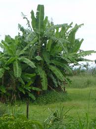 Want to really upgrade those bananas? Forum Lady Finger Banana